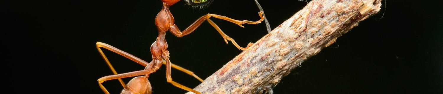 Et makrobilde av en maur og flue